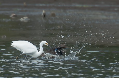 This snowy egret did not want that mallard fishing in its spot.