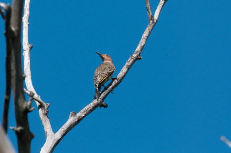 Flicker at Croton