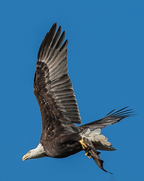 There are lots of fish for the eagles