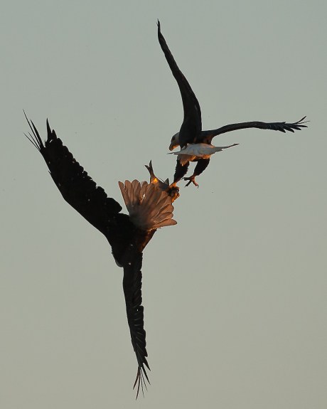 Conowingo Eagles Oct 2013-9