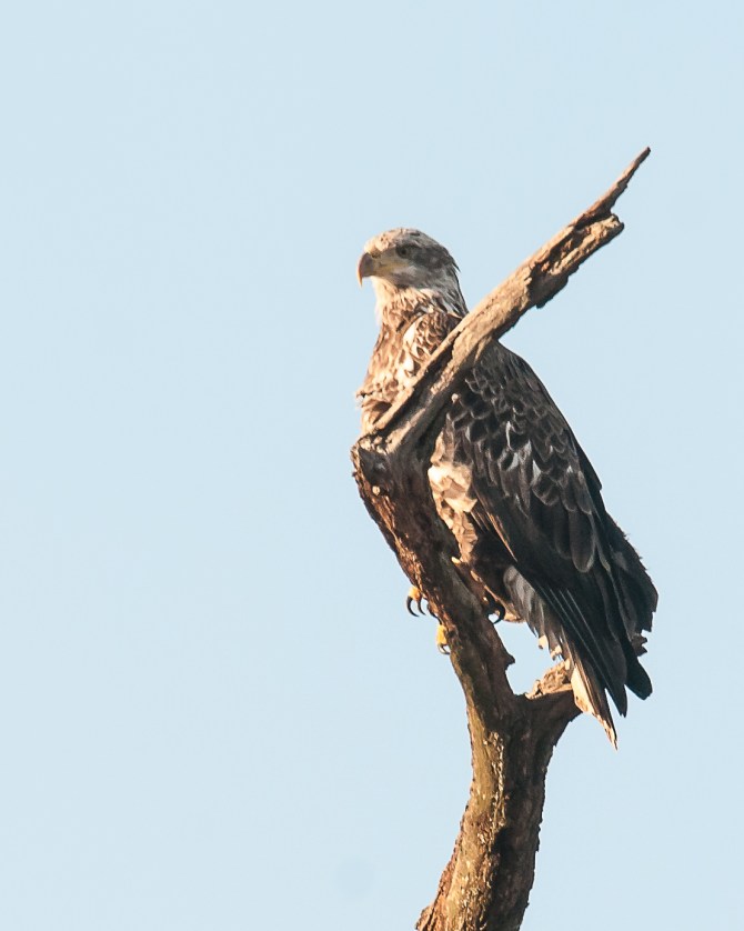 Young eagle at the entrance to Croton Point Park