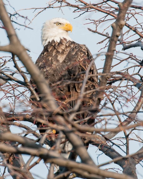 My Gal in her tree at Croton Nature Center.  She stayed with me for 45 minutes.