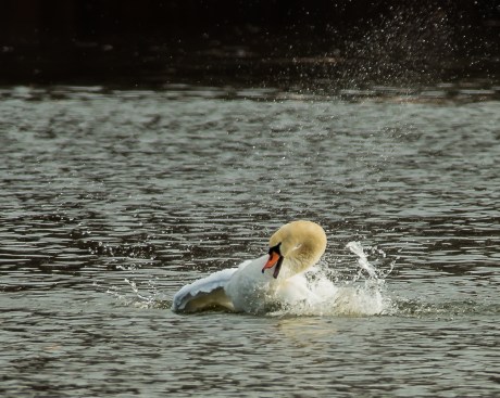 Swan bathing at Croton-3