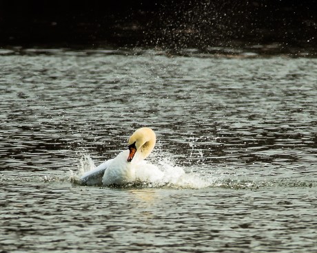 Swan bathing at Croton-5