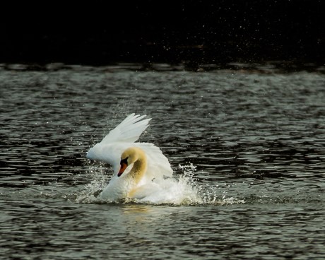 Swan bathing at Croton-6