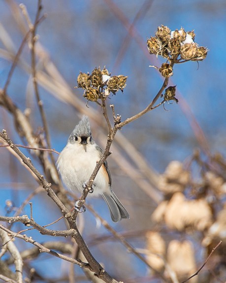 Backyard Birds Snow 2014-1