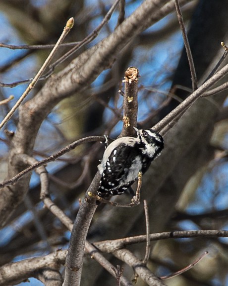 Backyard Birds Snow 2014-2