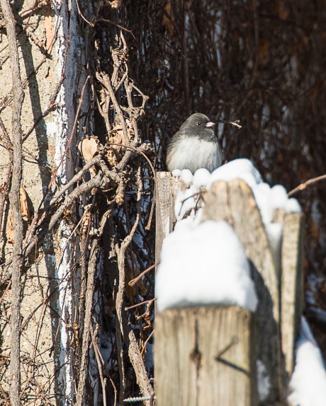 Backyard Birds Snow 2014-3