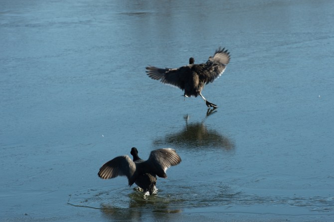 Coots Ice Skating Croton Jan 2014-2