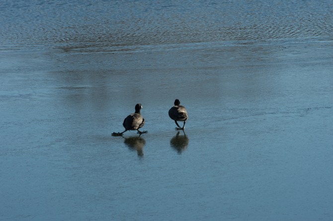 Coots Ice Skating Croton Jan 2014-5