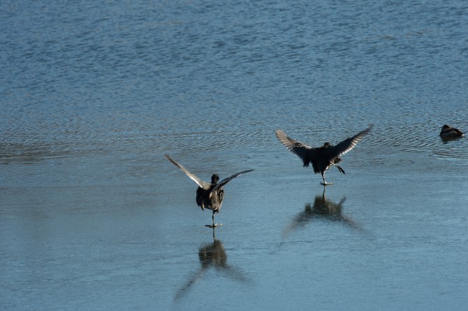 Coots Ice Skating Croton Jan 2014-7
