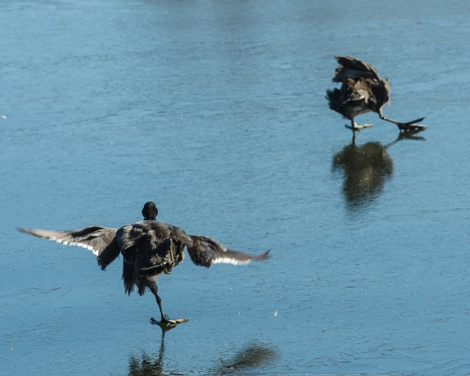 Coots on Ice