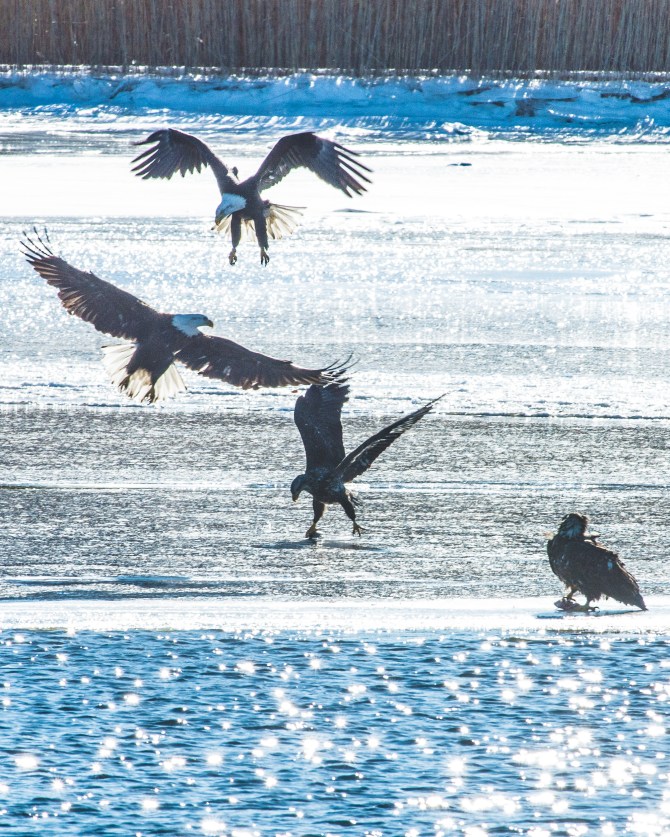 Croton Boat Ramp eagles with fish Jan 2014-21
