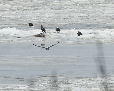 Five of the large group of eagles on the ice in the middle of the Hudson River