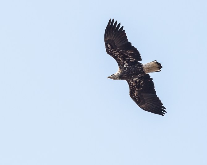 Eagle at Croton Jan 2014-7