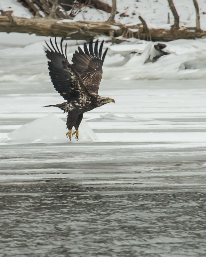 Eagle Croton Brookside Jan 2014-1