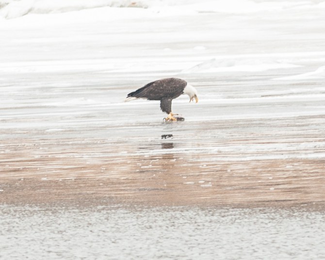 Eagles Brookside First Grade Jan 2014-4