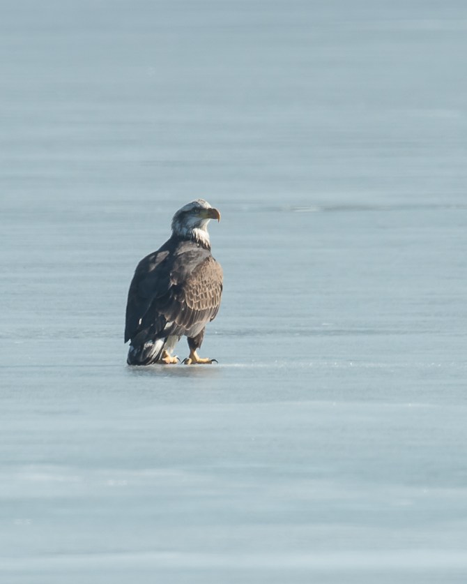 Eagles with fish Annsville Jan 2014-1