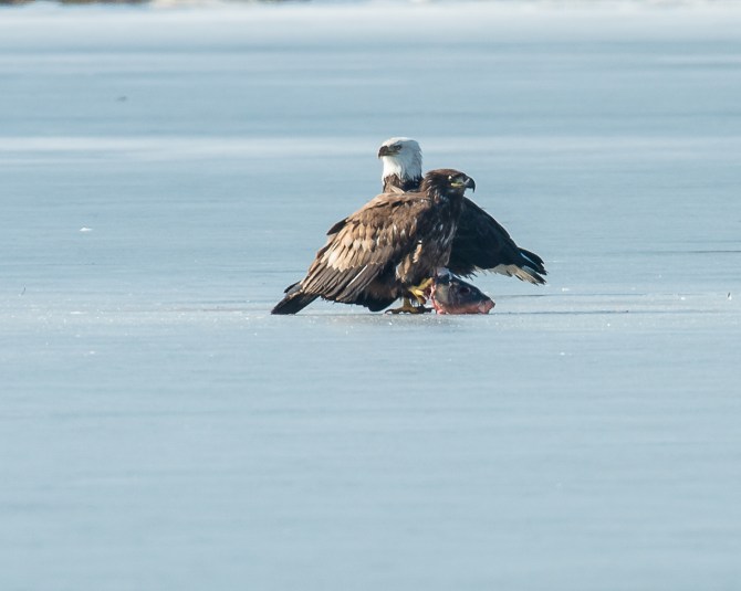 Eagles with fish Annsville Jan 2014-10