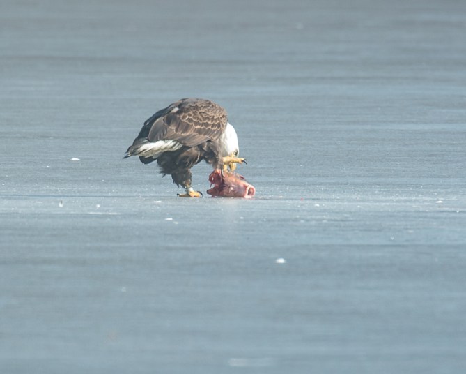 Eagles with fish Annsville Jan 2014-2