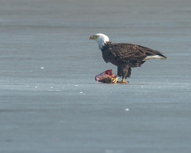Eagles with fish Annsville Jan 2014-3