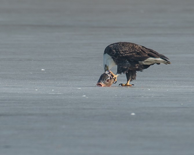 Eagles with fish Annsville Jan 2014-4