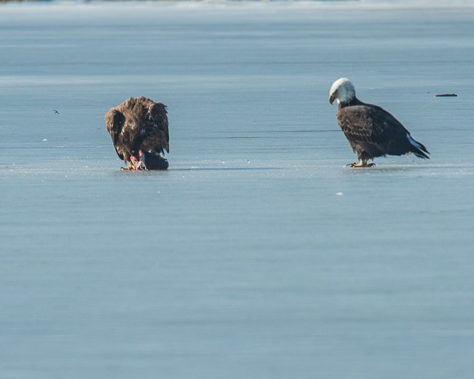 Eagles with fish Annsville Jan 2014-5