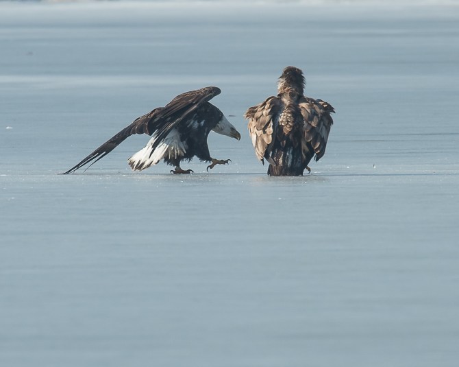Eagles with fish Annsville Jan 2014-6