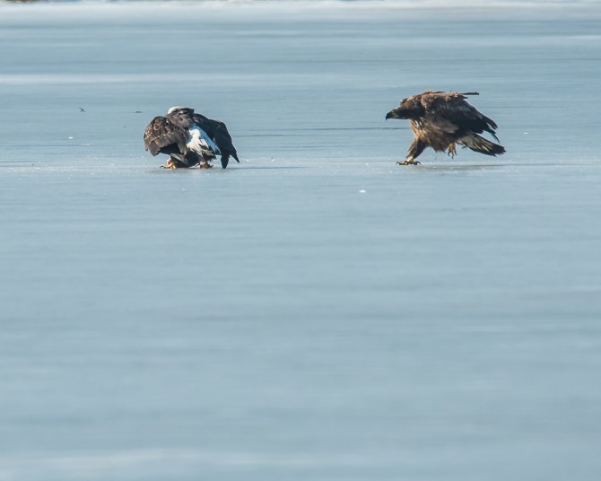 Eagles with fish Annsville Jan 2014-8