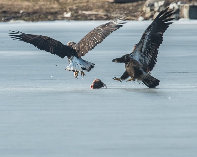 Eagles with fish Annsville Jan 2014-9