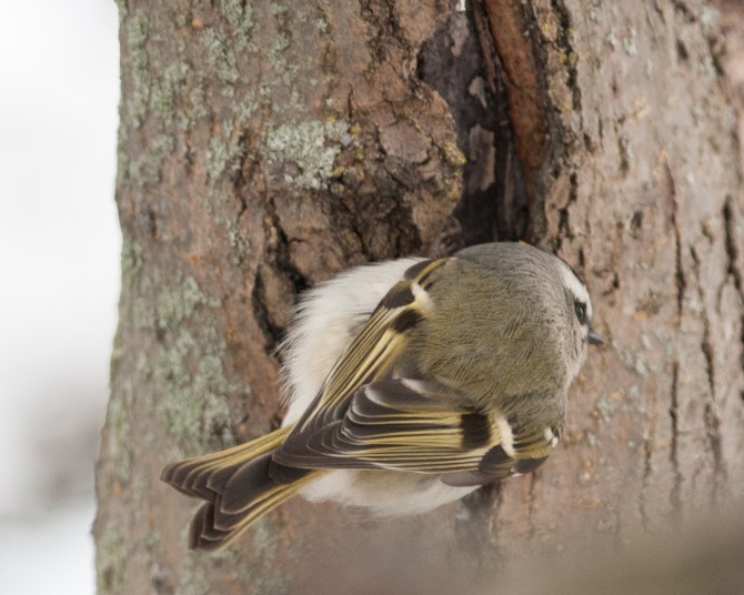 Golden crowned kinglet at Croton Boat Ramp Jan 2014-1