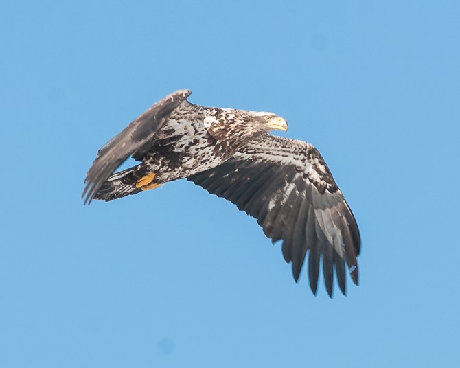 Young eagle at Croton 2014