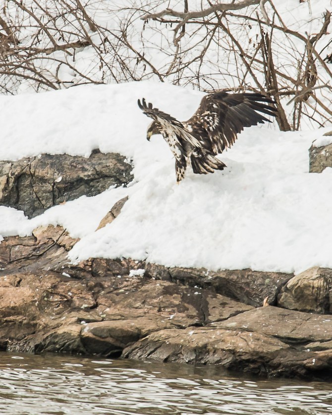 There is a fish underneath that snow.   A dozen eagles were watching from above.