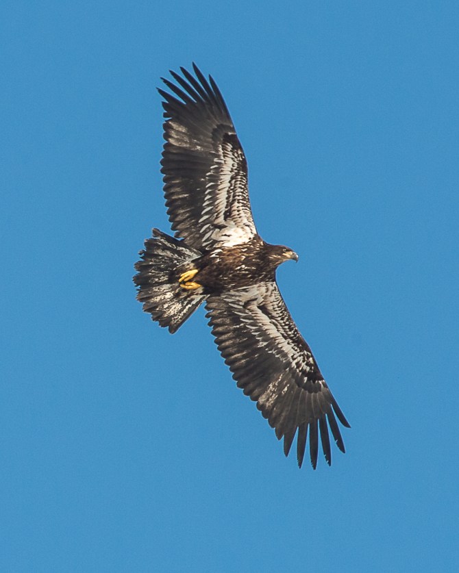 Eagles Brookside Feb 11 2014-1