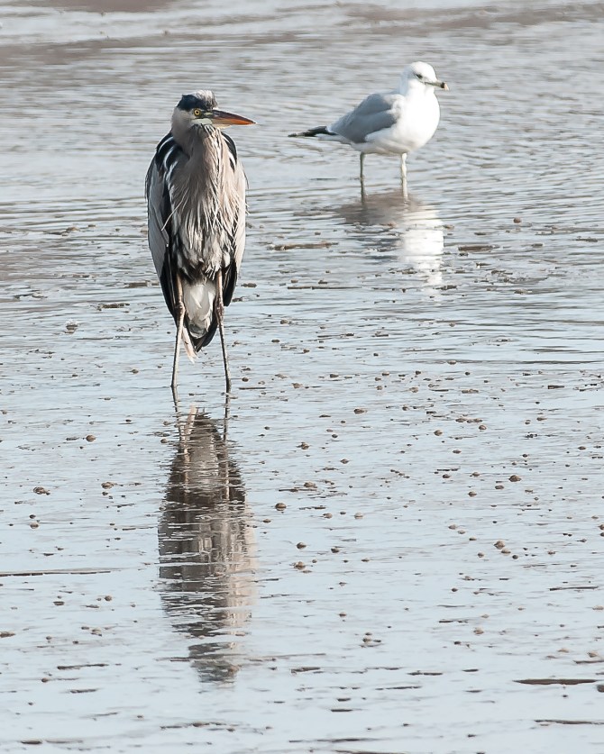 Very cold heron at Croton Boat Ramp