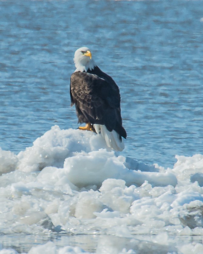 Checking for striped bass