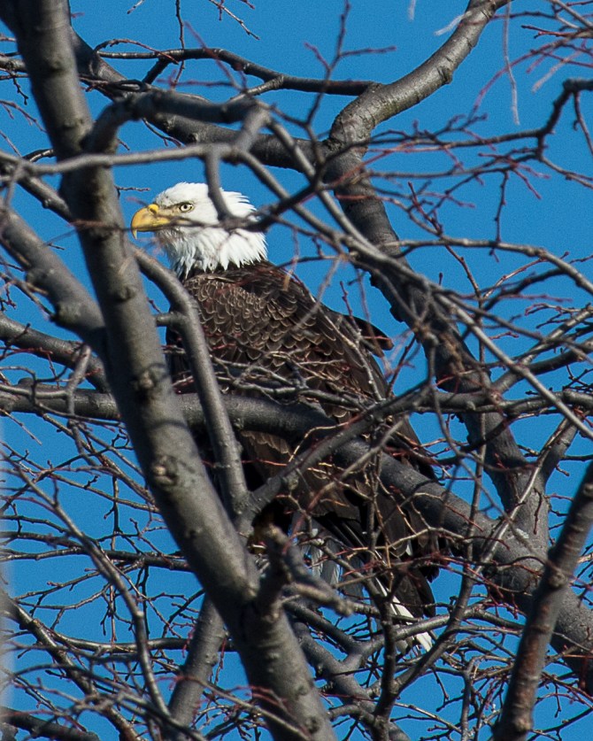Same bird, slightly to the right, same tree, sunny day at the nature center