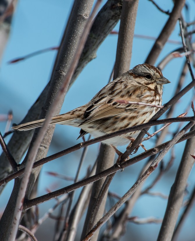 The song sparrows are going to take over the world.  There are  lots of them around.