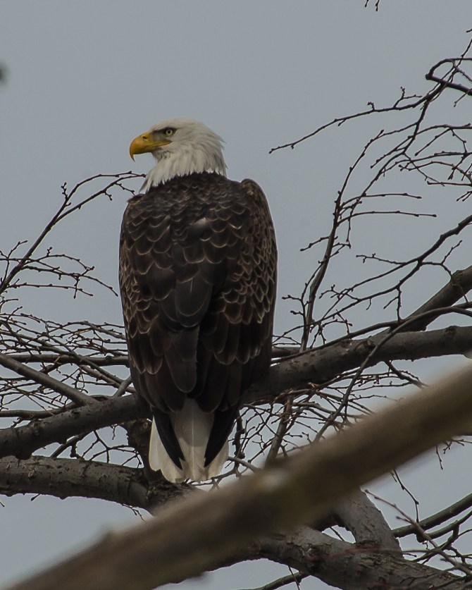 My friend at the Croton Nature Center today.  He likes this tree.