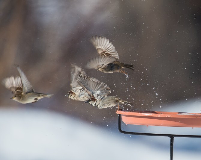 Solid proof that the birds will use our new birdbath.  The ice thawed enough a couple of days ago.