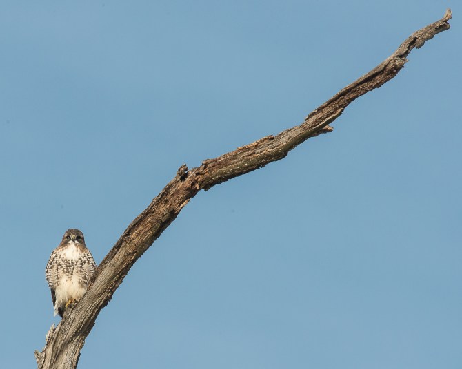 Winter wildlife Feb 2014-1