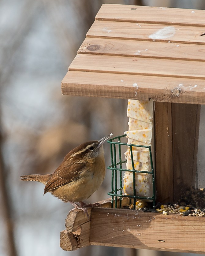 Winter wildlife Feb 2014-2