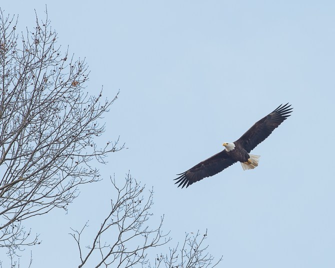 Eagle pair getting ready