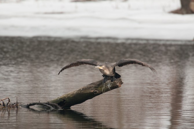 Winter wildlife Feb 2014-6