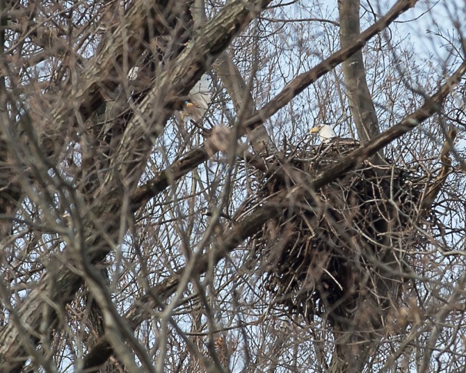 Winter wildlife Feb 2014-8