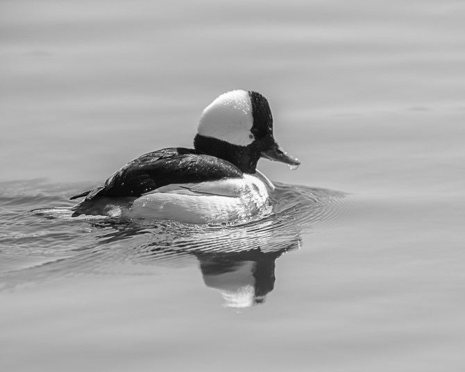 ConEd put up two barges to work on the Croton River. This bufflehead never comes close, but the barges acted like a blind.