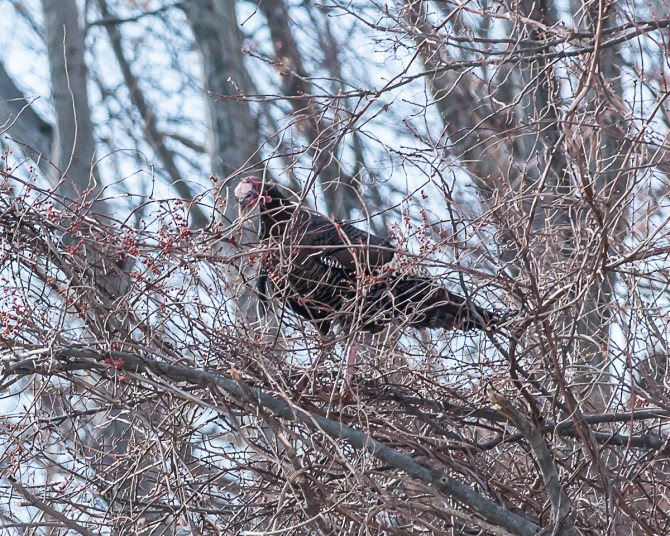 Did you ever wonder what wild turkeys eat?