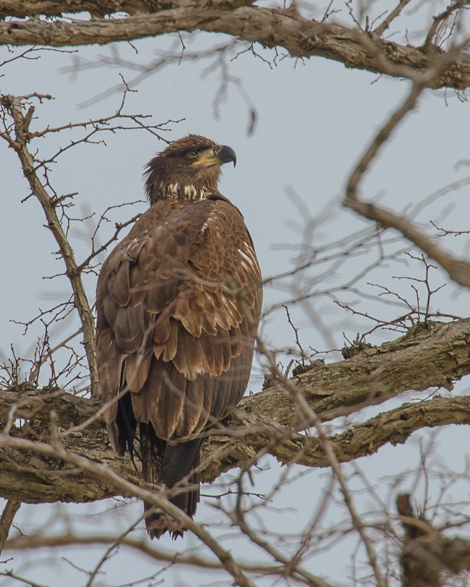 First year eagle hanging with the adults.
