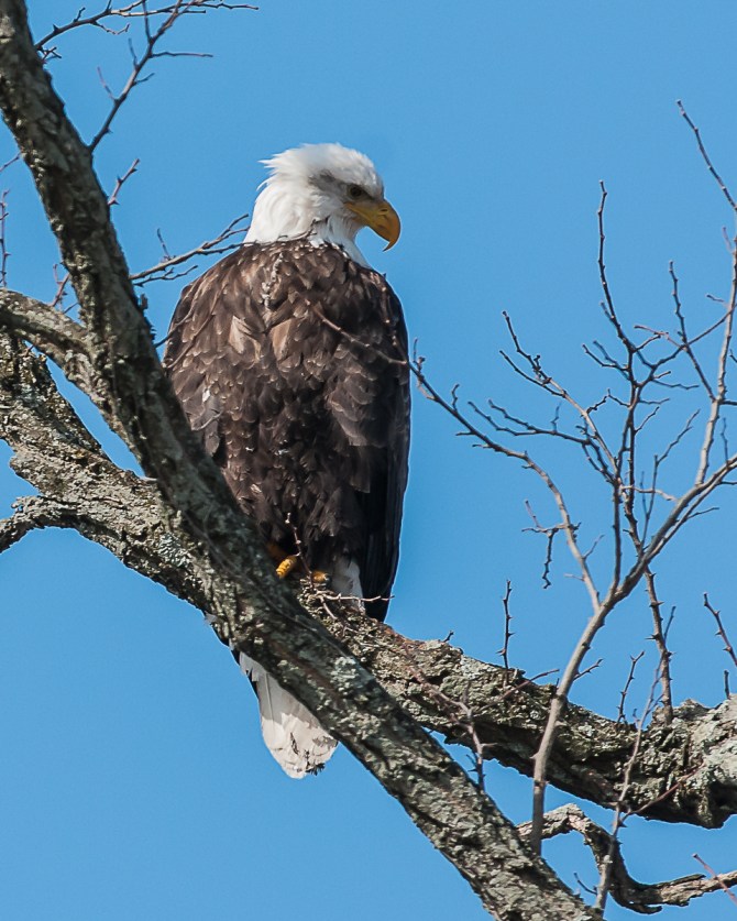 This is the beautiful female that has two suitors. Today she was with the adult male.