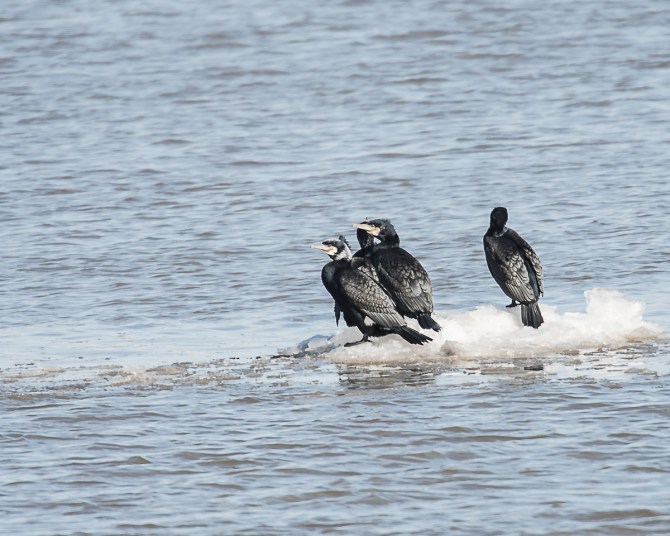 Cormorant Lookout Team